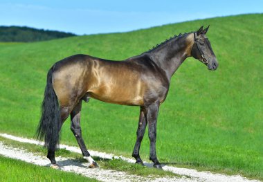 Buckskin Akhal Teke Aygırı 'nın tarladaki dış fotoğrafı. Binicilik sporu atı.