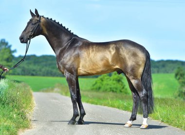 Buckskin Akhal Teke Aygırı 'nın tarladaki dış fotoğrafı. Binicilik sporu atı.