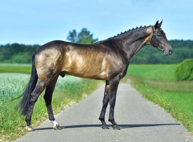 Buckskin Akhal Teke Aygırı 'nın tarladaki dış fotoğrafı. Binicilik sporu atı.