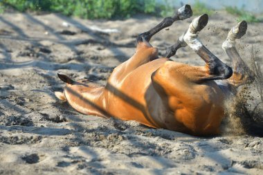 Bay Akhal Teke cinsi at kum çayırında yuvarlanıyor. Baş aşağı.
