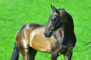 Buckskin Akhal Teke Aygırı 'nın bir yaz tarlasında dizginlenmiş portresi. Binicilik sporu.