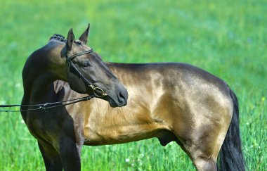 Buckskin Akhal Teke Aygırı 'nın bir yaz tarlasında dizginlenmiş portresi. Binicilik sporu.