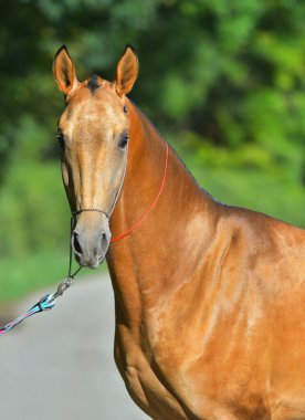 Ormanda duran Bay Akhal Teke aygırı. Hayvan otlağı..