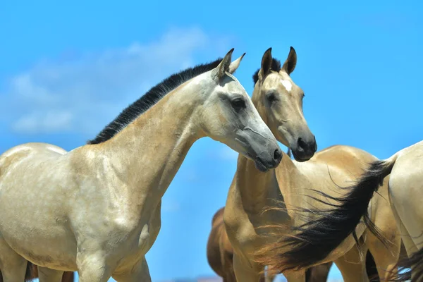 無料の若いアカルの群れは 明るい青い空に対して品種の馬を取ります 多くのカラフルな若者が自由の中を歩く — ストック写真