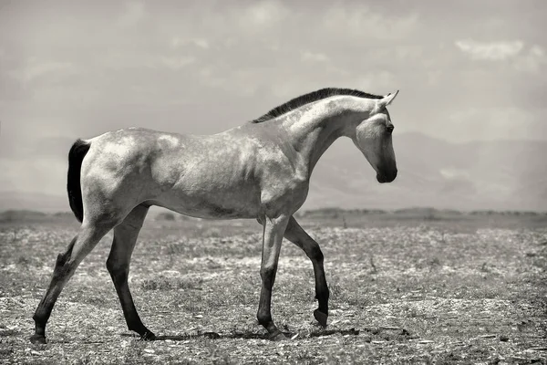 Young Buckskin Akhal Teke Colt Walking Steppe Moiuntains Bright Blue — Foto de Stock