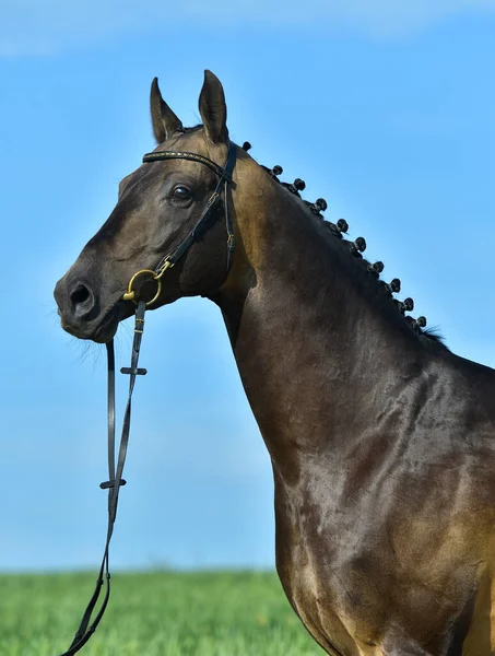 夏の畑の外の青い空に立つブリドルの中で バックスキンのアカルの肖像画は 種牡馬を取ります 馬術競技 — ストック写真