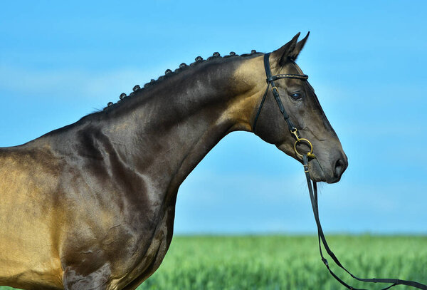 Portrat of buckskin akhal teke stallion in a bridle standing outside in a summer field against blue sky. Equestrian sport.