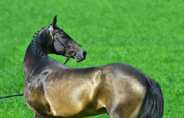 夏の畑の外に立つブリドルの中に バックスキンのアカルの肖像画が種牡馬を取る 馬術競技 — ストック写真