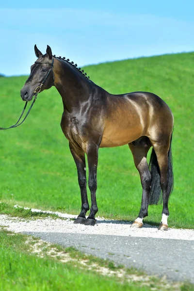 Lenyűgöző Szarvasbőr Akhal Teke Áll Oldalra Kint Mezőn Lovas Sport — Stock Fotó