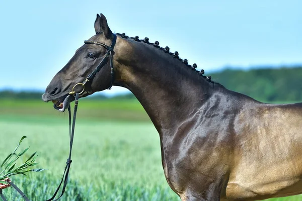 Akhal Teke Szarvasbőr Csődör Füvet Akar Enni Vicces Állatportré — Stock Fotó