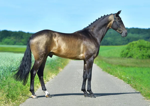 Exterieur Foto Van Buckskin Akhal Teke Hengst Een Veld Paardensport — Stockfoto