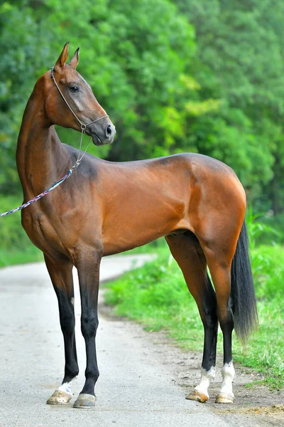 Bay Akhal Teke Caballo Pie Halter Espectáculo Mirando Distancia — Foto de Stock