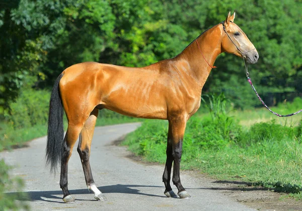 Bay Akhal Teke Άλογο Στέκεται Στην Άσφαλτο Δρόμο Κοντά Στο — Φωτογραφία Αρχείου