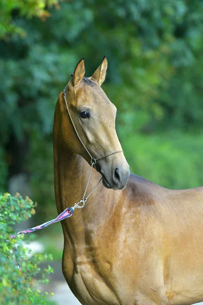 Hřebec Akhal Teke Stojí Lese Zvířecí Znak — Stock fotografie