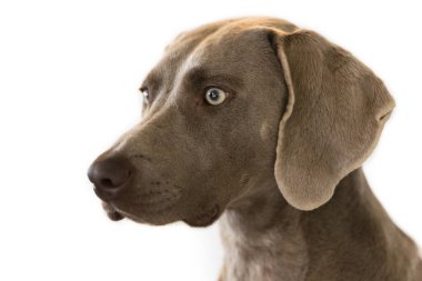 Beyaz arka planda izole edilmiş Weimaraner cinsi av köpeğinin portresi. Kapat.