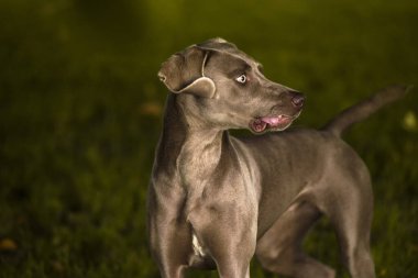 Yazın parkta oynarken Weimaraner köpek portresi. Duygusal hayvanlar konsepti.
