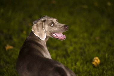 Weimaraner ırkı yeşil bir parkta köpek avlıyor. Arkadan bak..