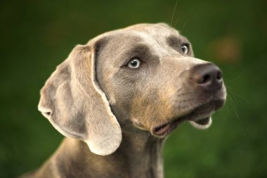Weimaraner cinsi gri bir av köpeğinin yaz parkındaki portresi. Mutlu sağlık köpek konsepti.