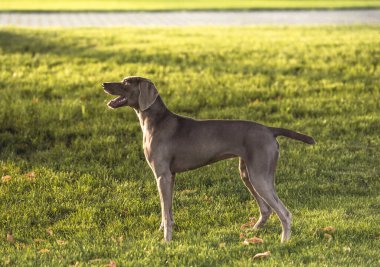 Gri kısaltmalı Weimaraner av köpeği yaz günü parkta duruyordu..
