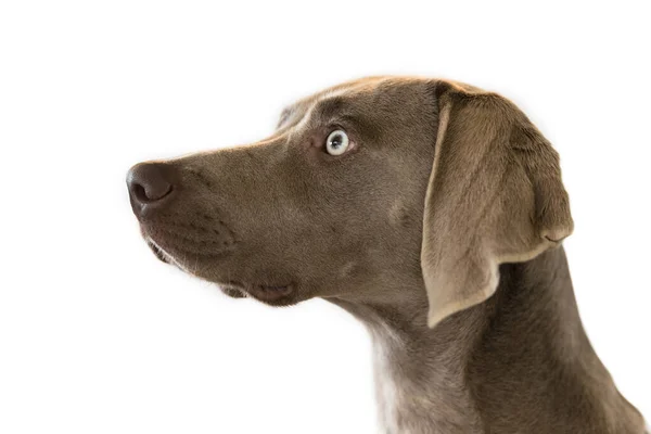 Beyaz arka planda izole edilmiş Weimaraner cinsi av köpeğinin portresi. Kapat.