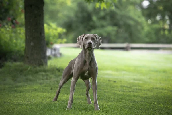 Weimaraner Fajta Kutya Áll Egy Zöld Park Egy Nyáron — Stock Fotó