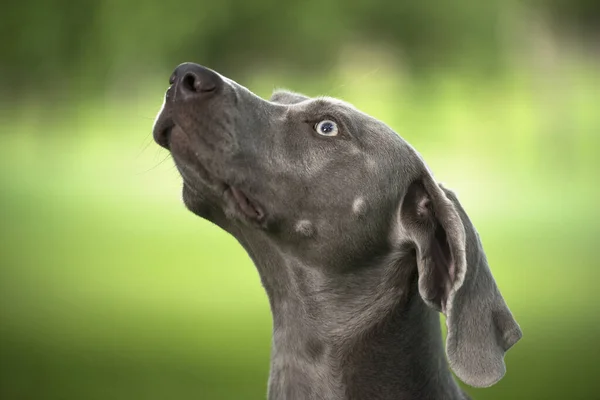 Portret Psa Myśliwskiego Rasy Weimaraner Zielonym Rozmytym Tle Blisko — Zdjęcie stockowe