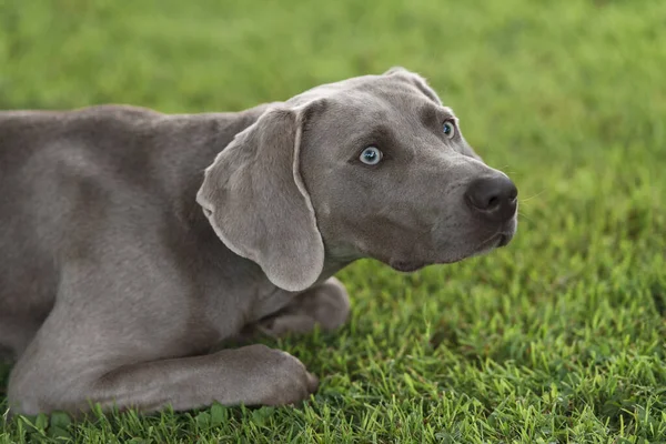 Cute Weimaraner Rasa Szary Pies Leżący Trawie Patrząc Oddali — Zdjęcie stockowe