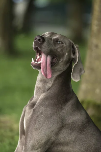 Grappige Weimaraner Grijze Hond Zit Met Een Tong Uit Portret — Stockfoto