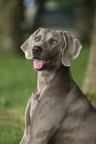 Weimaraner Szürke Vadászkutya Egy Mellett Portré — Stock Fotó