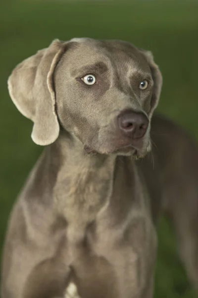 Potret Anjing Pemburu Weimaraner Melawan Latar Belakang Buram Hijau Tutup — Stok Foto