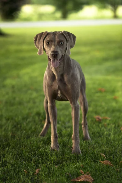 Szürke Rövidszárnyú Weimaraner Vadászkutya Áll Parkban Nyári Napon — Stock Fotó