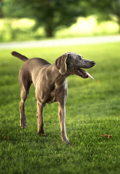 Grey Krótkometrażowy Pies Myśliwski Weimaraner Stojący Parku Letni Dzień — Zdjęcie stockowe