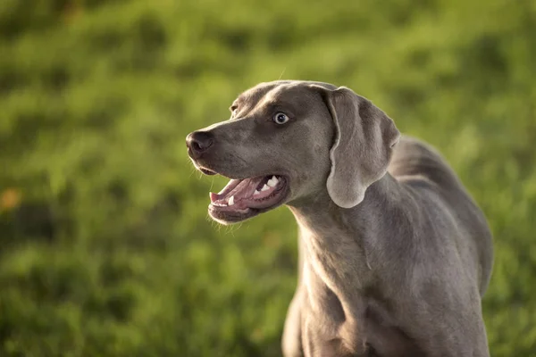 Grey Shorthaired Weimaraner Hunting Dog Standing Park Summer Day — Stock Photo, Image