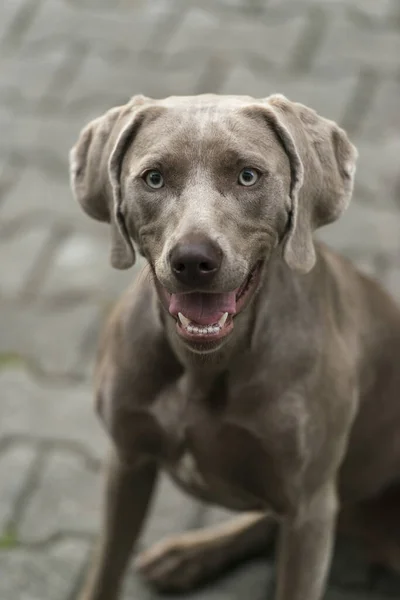 Portré Egy Weimaraner Fajta Szürke Vadászkutya Nyári Parkban Boldog Egészséget — Stock Fotó