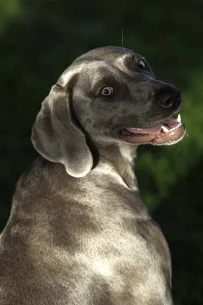 夕方には夏の公園でWeimaraner品種の短髪犬の肖像画 — ストック写真