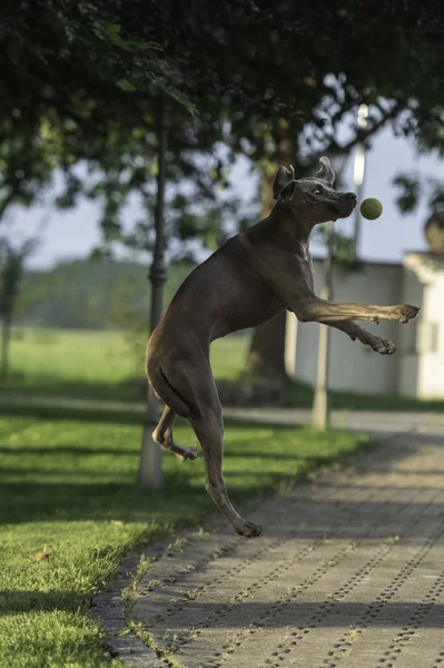 Aktív Weimaraner Szürke Kutya Játszik Egy Teniszlabda Elkapta Levegőben Boldog — Stock Fotó