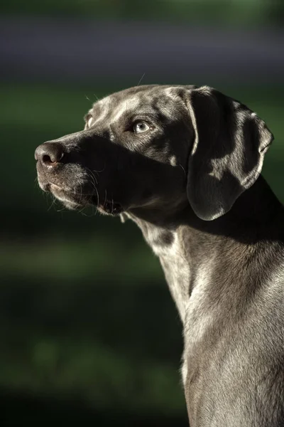 Симпатичная Собака Веймаранер Стоящая Зеленом Летнем Парке Портрет — стоковое фото
