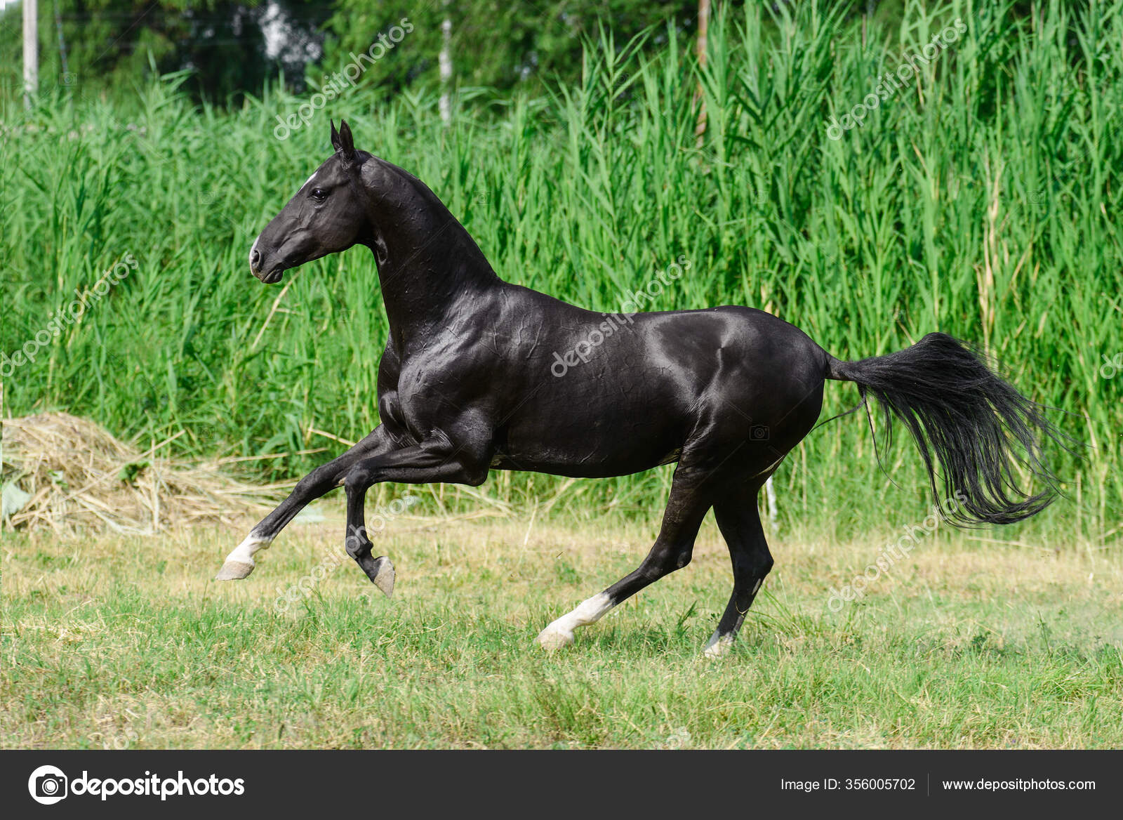 Negro Akhal Teke Crianza Caballo Corre Campo Cerca Largo Agua