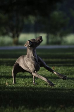 Aktif weimaraner gri köpek tenis topuyla oynuyor ve onu havada yakalıyor. Mutlu köpek konsepti.