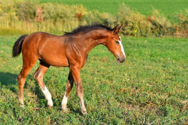 Arazide yürüyen beyaz bacaklı taylar..