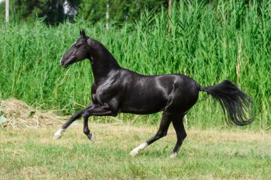 Kara Akhal Teke cinsi at uzun su otlarının yakınındaki tarlada koşar..