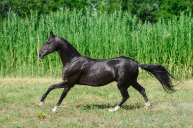 Kara Akhal Teke cinsi at uzun su otlarının yakınındaki tarlada koşar..