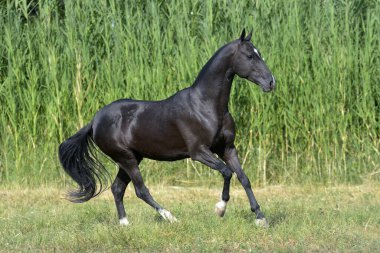 Kara Akhal Teke cinsi at uzun su otlarının yakınındaki tarlada koşar..