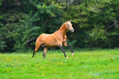 Buckskin Akgal Teke Aygırı yazın yeşil alanda dört nala koşuyor. Arkasında ağaçlar ve ormanlar var.. 