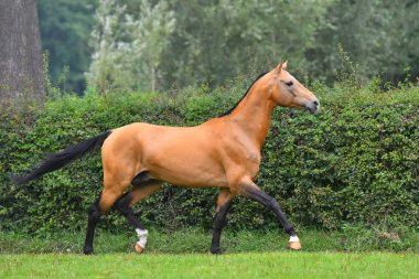 Buckskin Akgal Teke Aygırı yazın yeşil tarlada koşuyor. Arka planda ağaçlar ve ormanlar var.. 