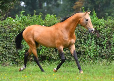 Buckskin Akhal Aygırı yazın yeşil tarlada koşuyor. Arkasında ağaçlar ve ormanlar var.. 