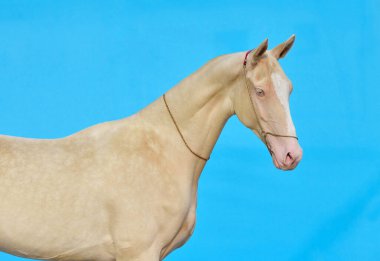 Cremello akhal teke cins at, turkuaz mavi arka plana karşı dizili duruyor. Hayvan portresi. İç fotoğraf konsepti.