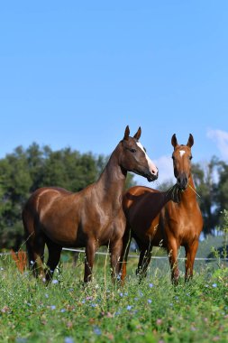 İki akhal teke at yetiştiriyor, körfez ve kestane, tarlada özgürce duruyorlar. Hayvan portresi.