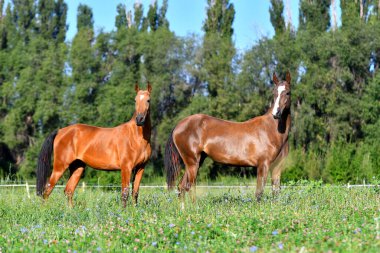 İki akhal teke at yetiştiriyor, körfez ve kestane, tarlada özgürce duruyorlar. Hayvan portresi.