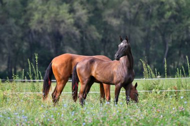 İki akhal teke at yetiştiriyor, körfez ve kestane, tarlada özgürce duruyorlar. Hayvan portresi.